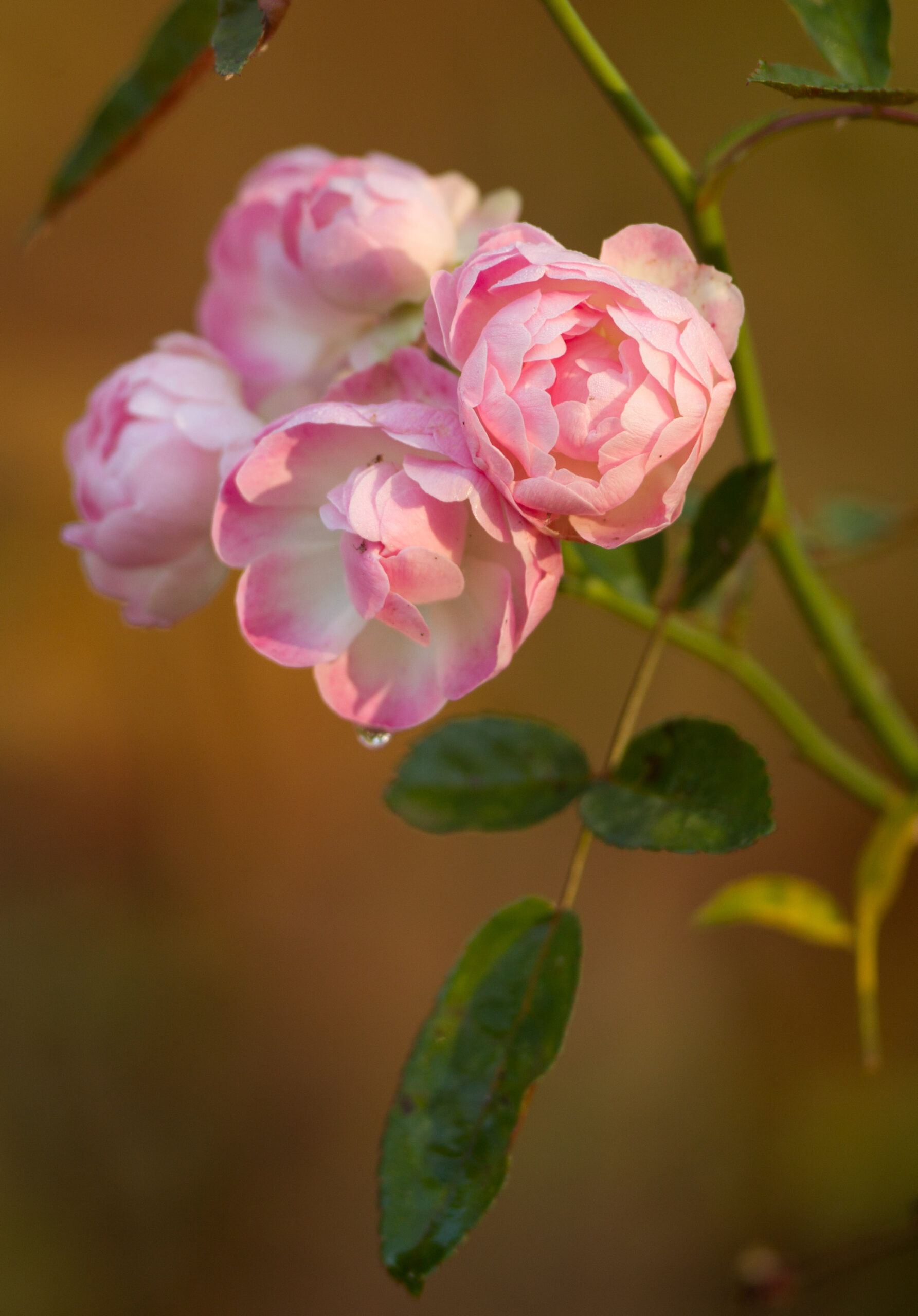 Róża Kutno